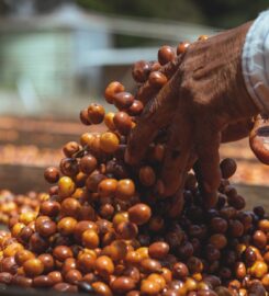 Café Bola de Oro